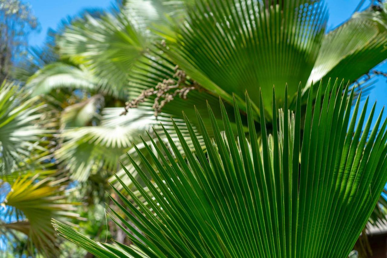 Villa Mist At Cape Tribulation Esterno foto